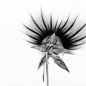 Teoskuva: Ishiyama Naoji - Nectar Guide